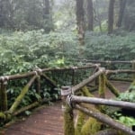 view of wooden boardwalk on doi inthanon national park