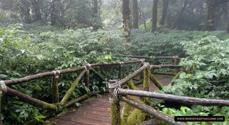 view of wooden boardwalk on doi inthanon national park