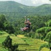young man zipling through forest over rice paddies