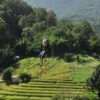 woman ziplining through forest over rice field