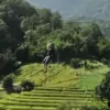 woman ziplining through forest over rice paddies