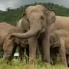 elephant nature park