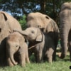baby elephants playing
