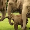 baby elephant playing with grown elephants