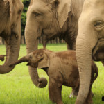 baby elephant playing with grown elephants