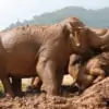 elephant playing in the mud