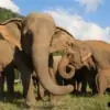 elephants at elephant nature park
