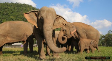 elephant nature park
