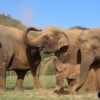 baby elephants playing with family