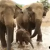 baby elephant playing with family in river