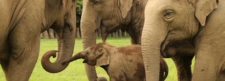 baby elephant playing with family