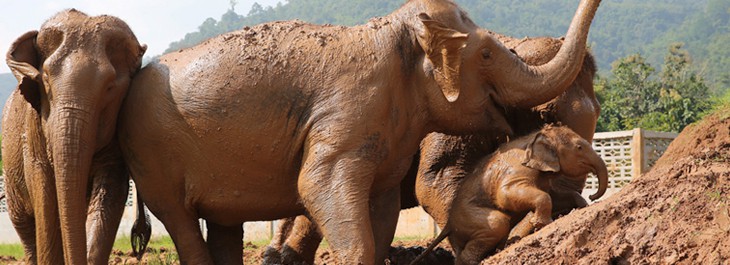 baby elephant playing with family