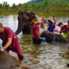 bathing elephants