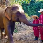 elephant eating grass