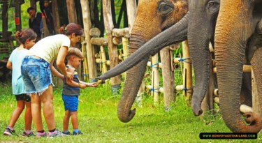 young boy feeding elephants bananas