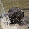 small elephant playing in river