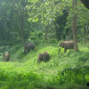 elephants roaming freeing in forest