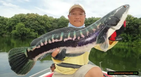 fisherman holding his catch - giant snakehead