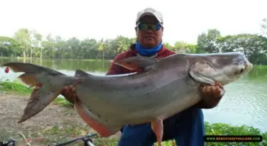 fisherman holding his catch - giant mekong catfish