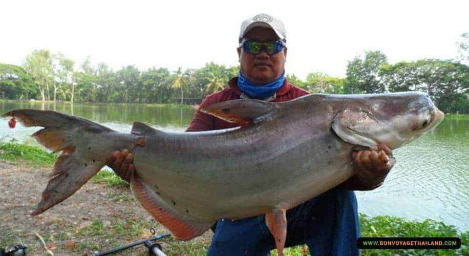 Peche Au Poisson Chat Geant Du Mekong Et Poisson A Tete De Serpent A Chiang Mai Bon Voyage Thailand Peche Au Poisson Chat Geant Du Mekong Et Poisson A Tete De Serpent A Chiang Mai Bon Voyage Thailand