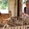 collecting fresh eggs from chicken coops