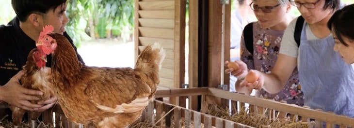 collecting fresh eggs from chicken coops