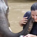 elephant kissing a lady in river