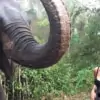 lady looking at elephant in forest