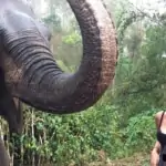 lady looking at elephant in forest