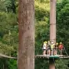 jungle flight zipline platform