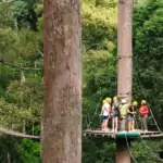 jungle flight sky bridge