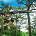 jungle flight zip line roller coaster