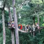 jungle flight sky bridge