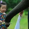 young girl feeding elephant sugarcane