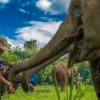 young boy feeding elephant