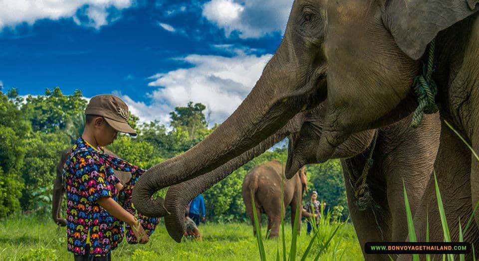 young kid feeding elephant