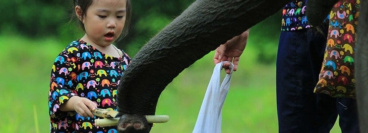 feeding elephant sugarcane close up