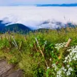 kew mae pan nature trail with wild flowers