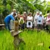 group of people learning how jasmine rice at rice paddy is cultivated