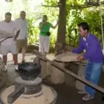 traditional way of rice milling to remove the husk to produce white rice