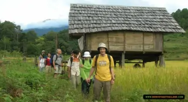 trekking through rice paddy