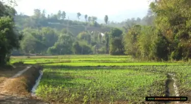 rice paddy