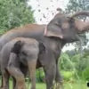 baby elephant walking with mum in forest