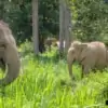 elephants roaming freely in forest
