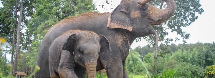 baby elephant walking with mum in forest