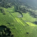 view from microlight over chiang mai's rice paddies