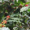 organic coffee plant