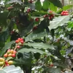 organic coffee plant