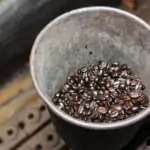 roasted organic coffee beans