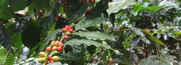 organic coffee plant